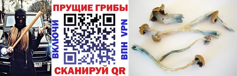 Псилоцибиновые грибы мицелий Златоуст